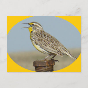 B42 Wiesenstärling Postkarte