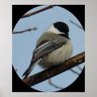 B43 Schwarze Chickade