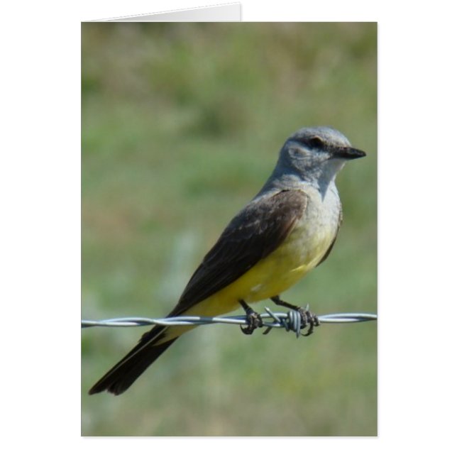 B44 Western Kingbird (Vorne)