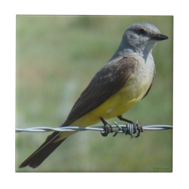 B44 Western Kingbird Fliese (Vorderseite)