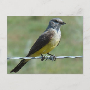 B44 Western Kingbird Postkarte