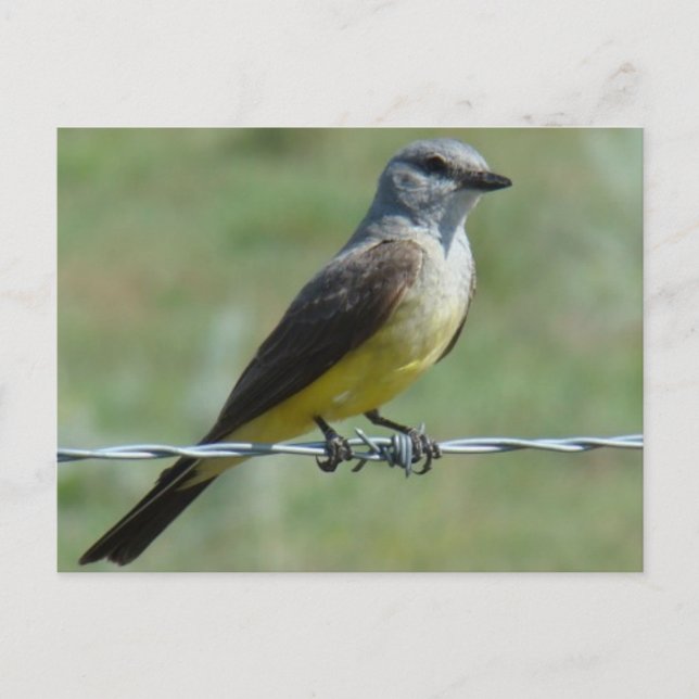 B44 Western Kingbird Postkarte (Vorderseite)