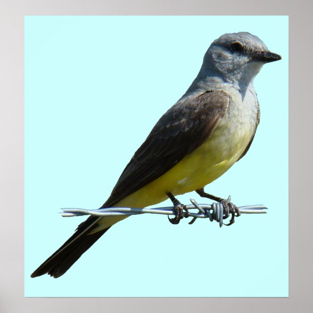 B45 Western Kingbird Poster (Vorne)