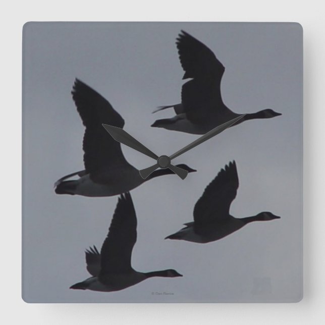 B46 Canadian Geese in Flight Quadratische Wanduhr (Vorderseite)