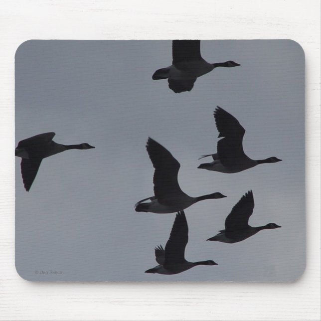 B46 Kanadagänse im Flug Mousepad (Vorne)
