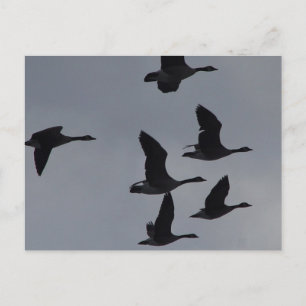 B46 Kanadagänse im Flug Postkarte