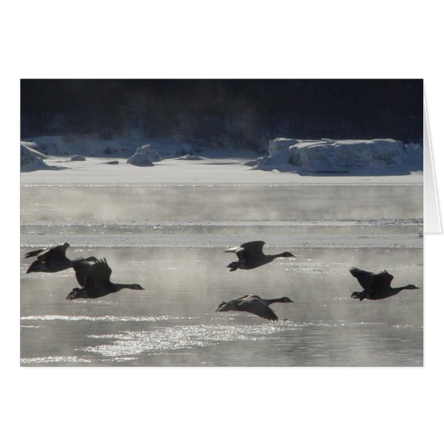 B47 Kanadische Gänse über Frozen (Vorderseite (Horizontal))