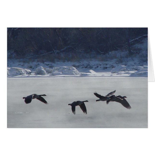 B48 Kanadische Gänse über Frozen (Vorderseite (Horizontal))