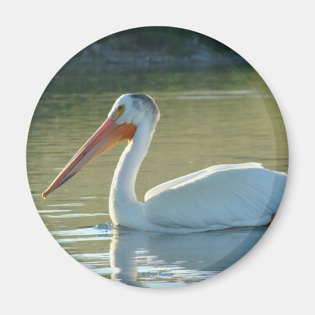 B4 White Pelican Magnet (Vorne)