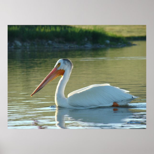 B4 White Pelican Poster (Vorne)