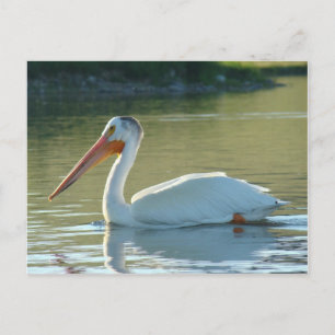 B4 White Pelican Postkarte