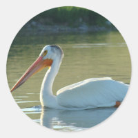 B4 White Pelican