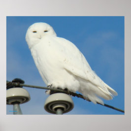 B50 Schneeauwl Poster