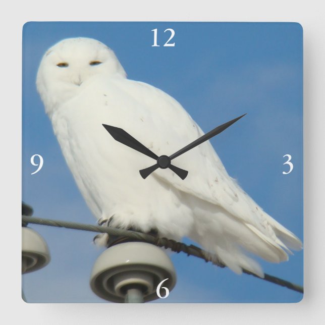 B50 Schneeauwl Quadratische Wanduhr (Vorderseite)