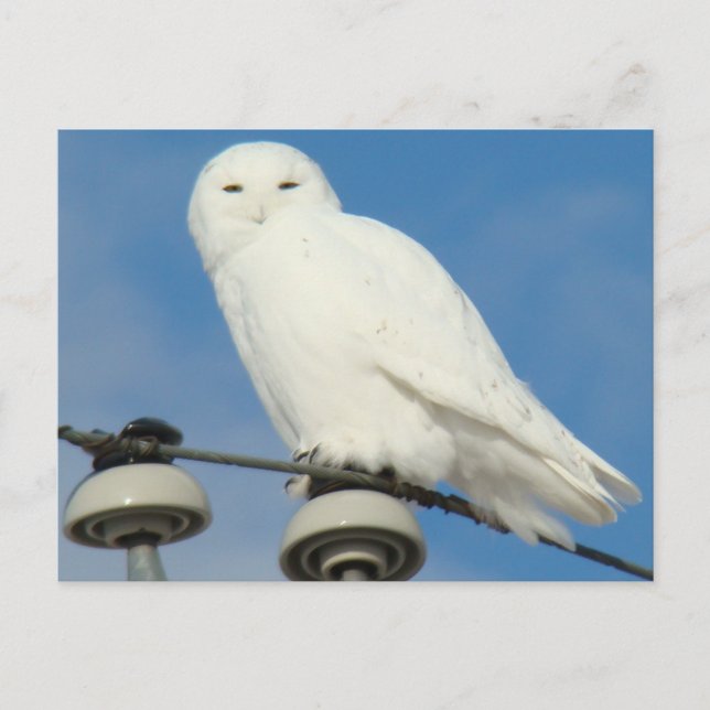 B50 Schneeeule Postkarte (Vorderseite)