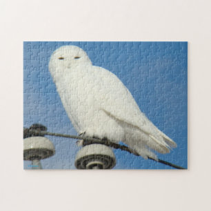 B50 Schneeeule Puzzle