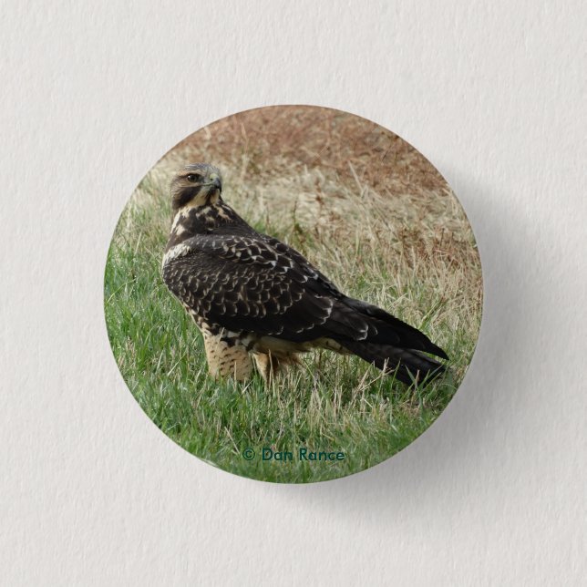 B52 Swainsons Bussard Button (Vorderseite)