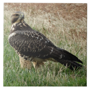 B52 Swainsons Bussard Fliese