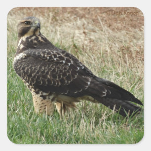 B52 Swainsons Bussard Quadratischer Aufkleber