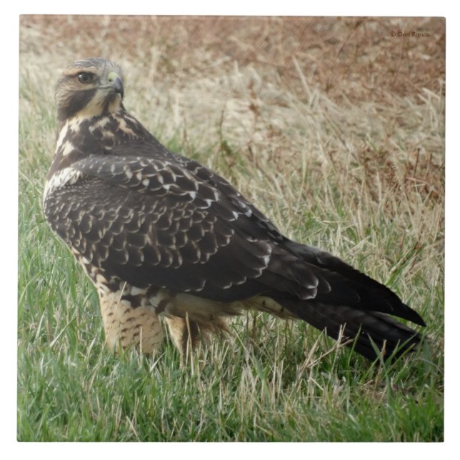 B52 Swainsons Falke Fliese (Vorderseite)