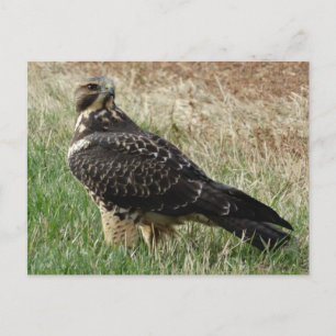B52 Swainson's Hawk Postkarte