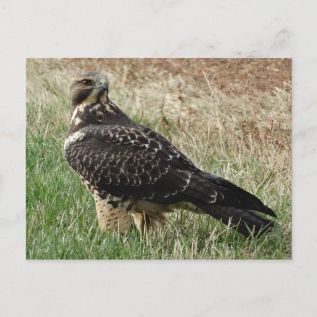 B52 Swainson's Hawk Postkarte (Vorderseite)
