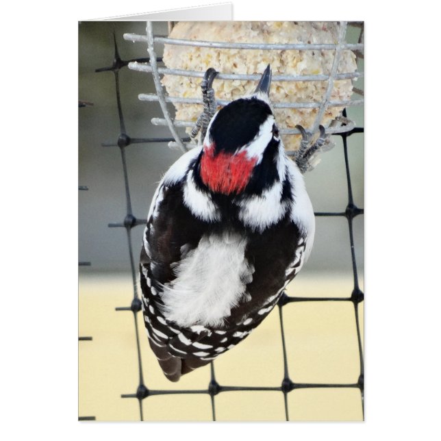 B53 Downy Woodpecker (Vorne)