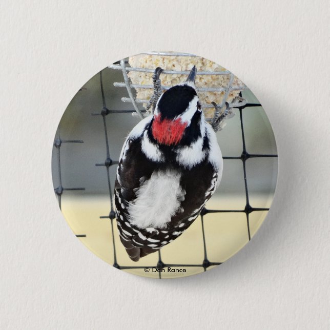 B53 Downy Woodpecker Button (Vorderseite)