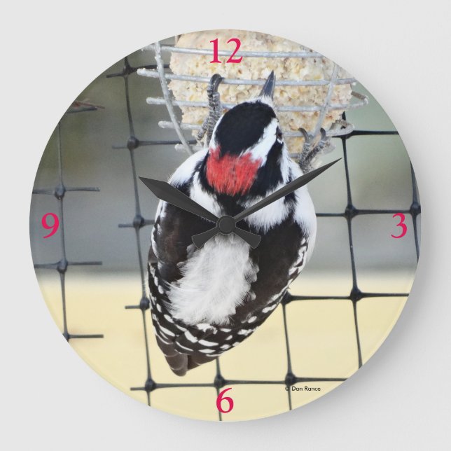B53 Downy Woodpecker Große Wanduhr (Vorderseite)