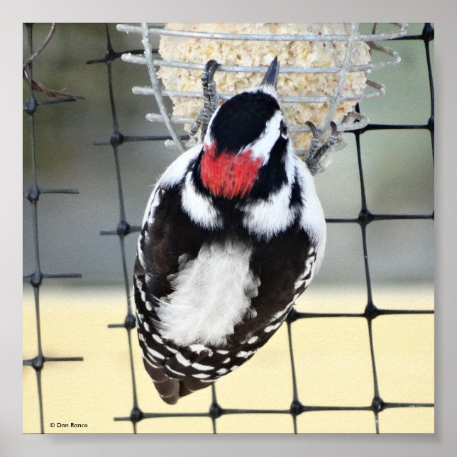 B53 Downy Woodpecker Poster (Vorne)