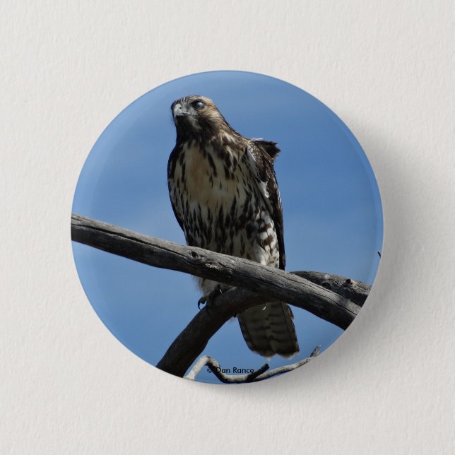 B54 Swainson's Hawk Button (Vorderseite)