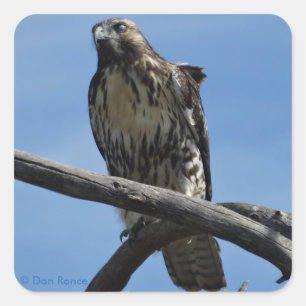 B54 Swainson's Hawk Quadratischer Aufkleber