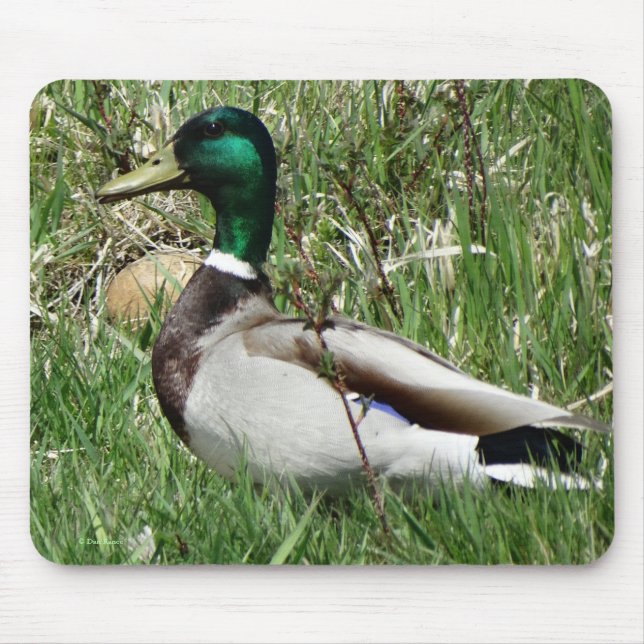B55 Mallard Duck Drake Greenhead im Gras Mousepad (Vorne)