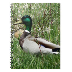 B55 Mallard Duck Drake Greenhead im Gras Notizblock