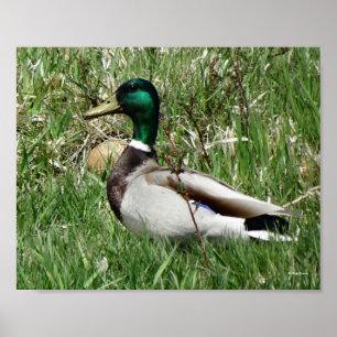 B55 Mallard Duck Drake Greenhead im Gras Poster