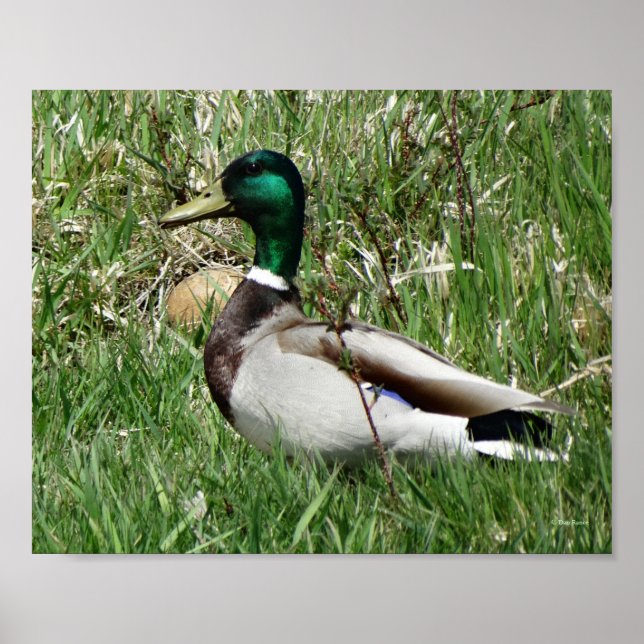 B55 Mallard Duck Drake Greenhead im Gras Poster (Vorne)