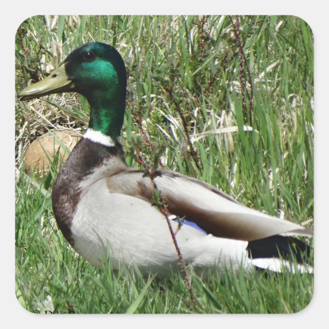 B55 Mallard Duck Drake Greenhead im Gras Quadratischer Aufkleber (Vorderseite)