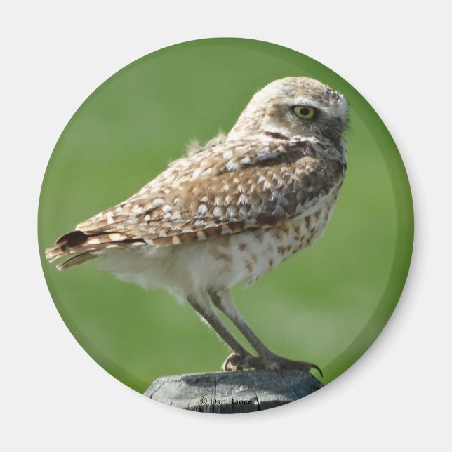 B56 Burrowing Owl Magnet (Vorne)