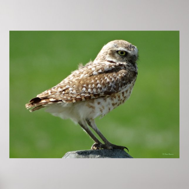 B56 Burrowing Owl Poster (Vorne)