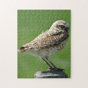 B56 Burrowing Owl Puzzle