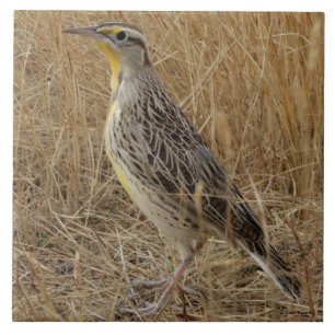 B57 Western Meadowlark Fliese