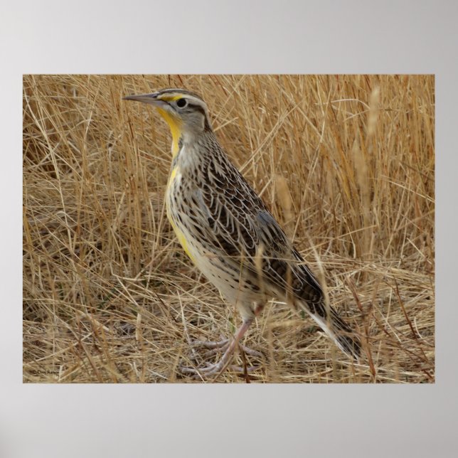 B57 Western Meadowlark Poster (Vorne)