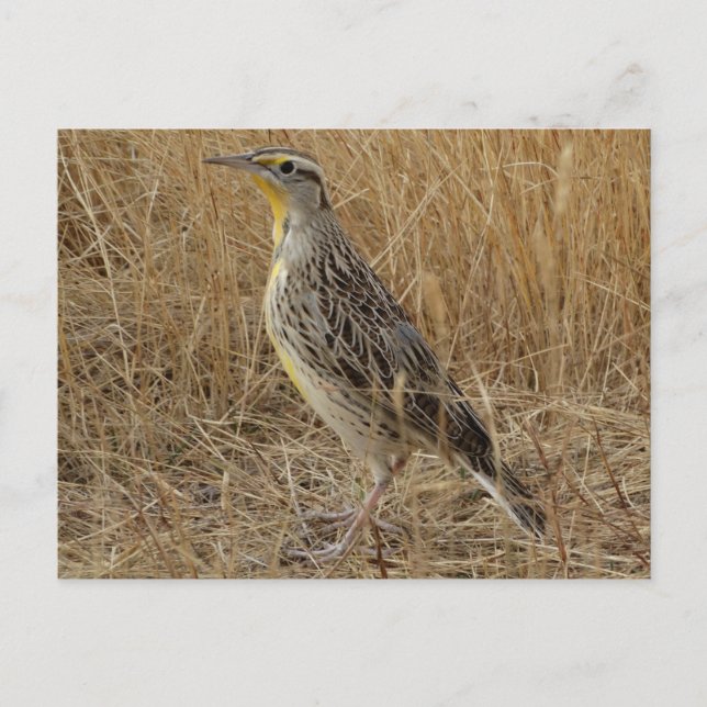 B57 Western Meadowlark Postkarte (Vorderseite)