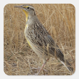 B57 Western Meadowlark Quadratischer Aufkleber