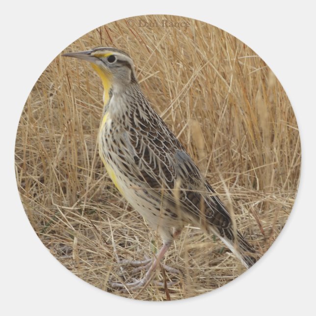 B57 Western Meadowlark Runder Aufkleber (Vorderseite)