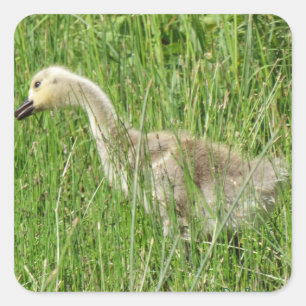 B58 Kanadagans-Gänseküken im Gras Quadratischer Aufkleber