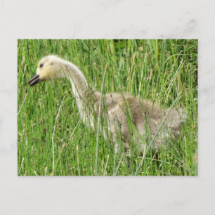 B58 Kanadagans-Gössel im Gras Postkarte