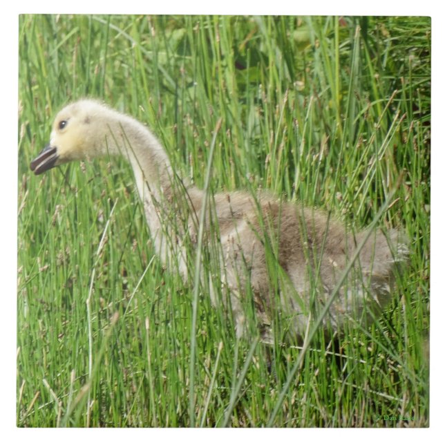 B58 Kanadas Gänsegel im Gras Fliese (Vorderseite)