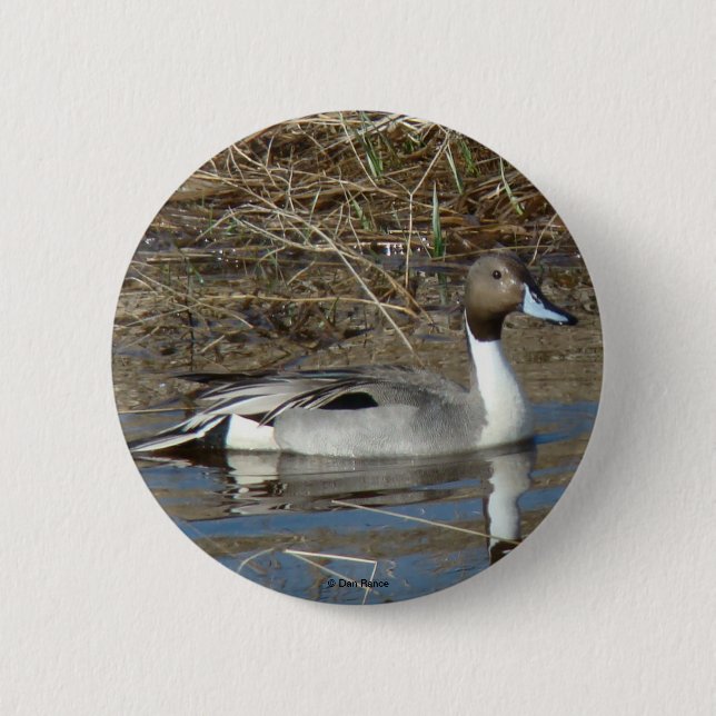 B5 Pintail Duck Drake Button (Vorderseite)