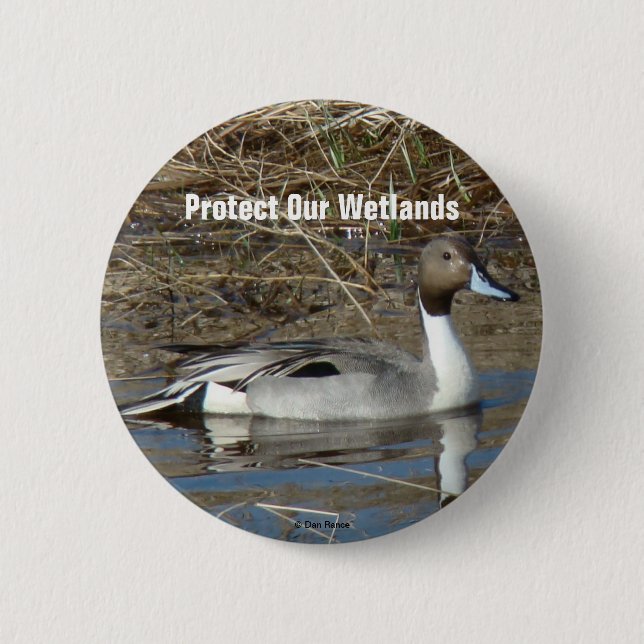 B5 Pintail Duck Drake Button (Vorderseite)